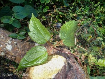 Clematis leschenaultiana, photographed by Dan Schofield