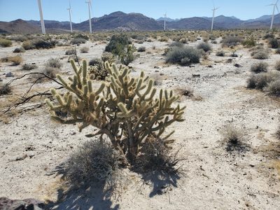 Cylindropuntia wolfii, photographed by Bob Miller