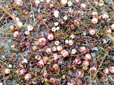 Gaultheria parvula, photographed by John Barkla