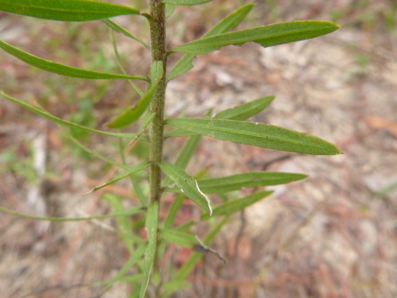 Liatris elegans, photographed by cwarneke