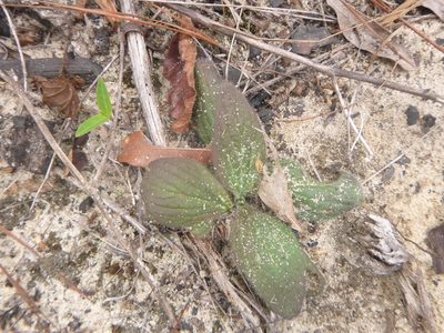 Aureolaria pectinata, photographed by cwarneke