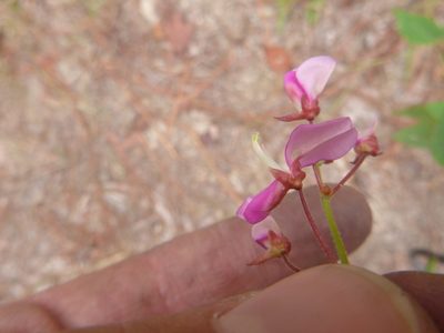 Desmodium laevigatum, photographed by cwarneke