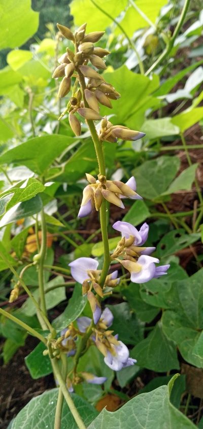 Pachyrhizus erosus, photographed by Beah Vega