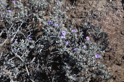 Leucophyllum minus, photographed by Cecelia Alexander