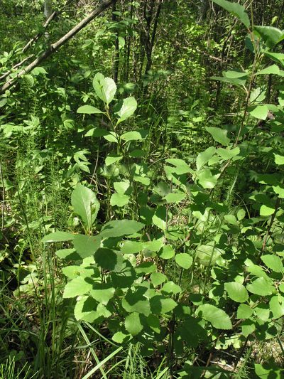 Betula fruticosa, photographed by Oleg Kosterin