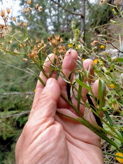 Senecio dunedinensis, photographed by John Barkla