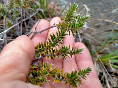 Pimelea pseudolyallii, photographed by John Barkla