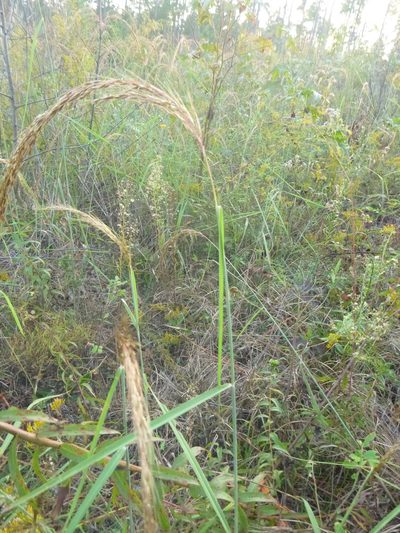 Sorghastrum elliottii, photographed by cwarneke