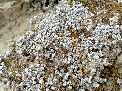 Raoulia beauverdii, photographed by John Barkla