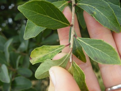 Scolopia zeyheri, photographed by Antoinette Eyssell Knox