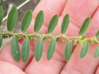 Phyllanthus maderaspatensis, photographed by Antoinette Eyssell Knox