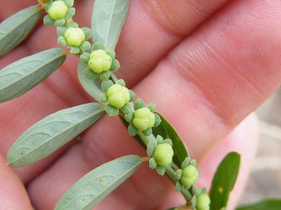 Phyllanthus maderaspatensis, photographed by Antoinette Eyssell Knox