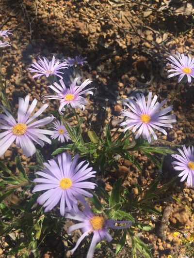 Olearia rudis, photographed by pimelea