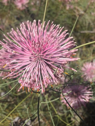 Isopogon divergens, photographed by pimelea