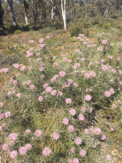 Isopogon divergens, photographed by pimelea