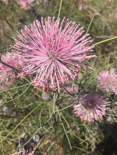 Isopogon divergens, photographed by pimelea