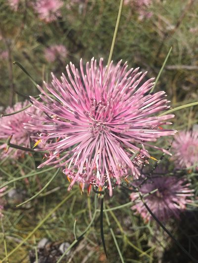 Isopogon divergens, photographed by pimelea