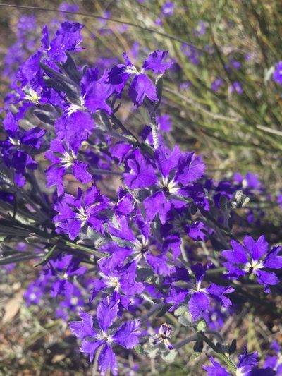 Dampiera lavandulacea, photographed by pimelea