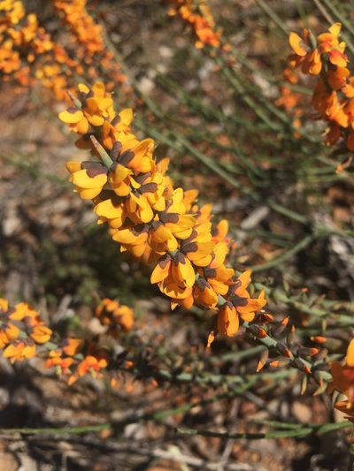 Sphaerolobium medium, photographed by pimelea