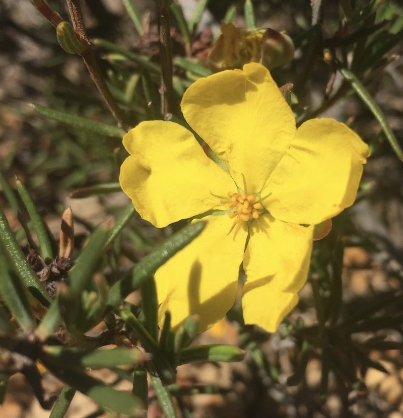 Hibbertia exasperata, photographed by pimelea