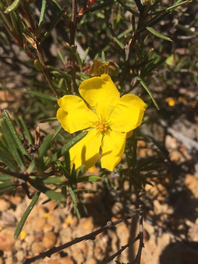 Hibbertia exasperata, photographed by pimelea