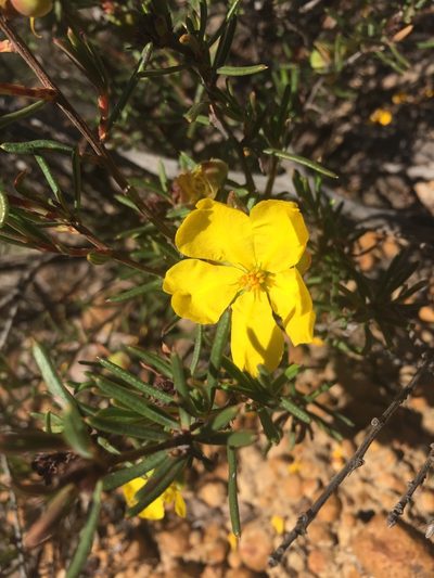 Hibbertia exasperata, photographed by pimelea