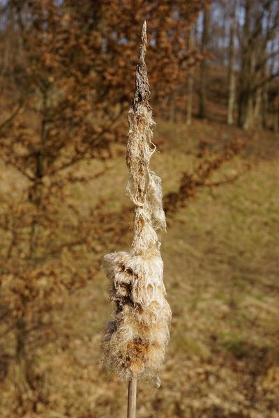 Typha shuttleworthii, photographed by Patrick Hacker