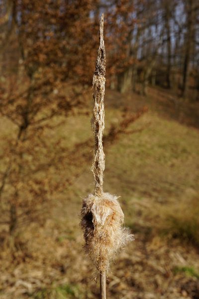 Typha shuttleworthii, photographed by Patrick Hacker
