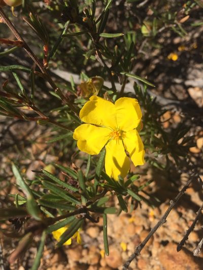 Hibbertia exasperata, photographed by pimelea