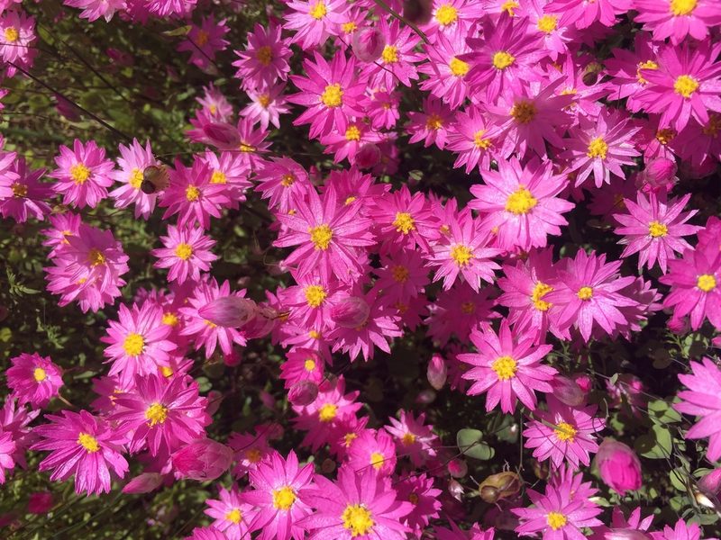 Rhodanthe manglesii, photographed by pimelea