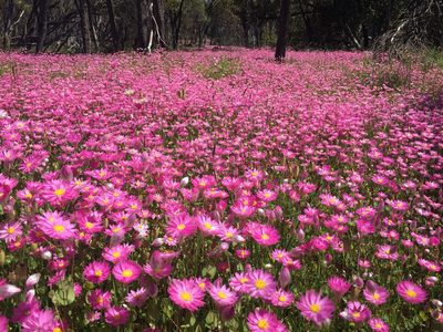 Rhodanthe manglesii, photographed by pimelea