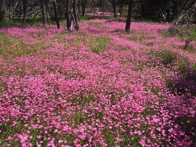 Rhodanthe manglesii, photographed by pimelea