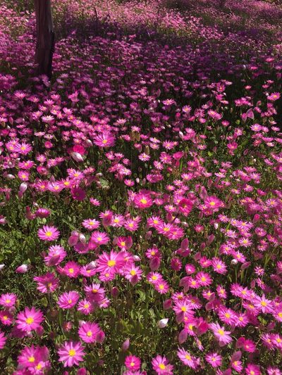Rhodanthe manglesii, photographed by pimelea