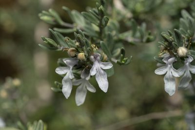 Teucrium brevifolium, photographed by Eleftherios Katsillis