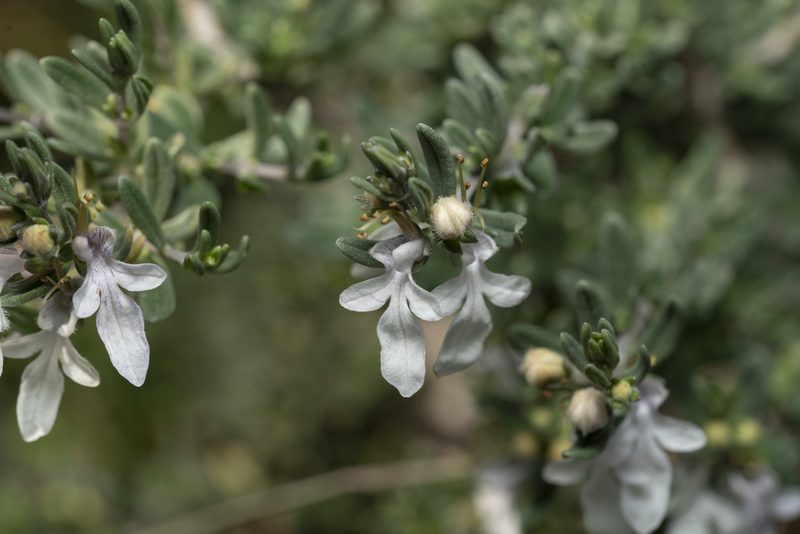 Teucrium brevifolium, photographed by Eleftherios Katsillis