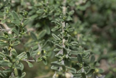 Teucrium brevifolium, photographed by Eleftherios Katsillis