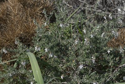 Teucrium brevifolium, photographed by Eleftherios Katsillis
