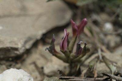 Astragalus spruneri, photographed by Eleftherios Katsillis