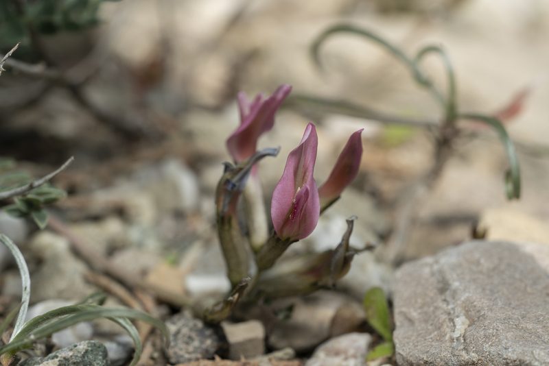 Astragalus spruneri, photographed by Eleftherios Katsillis