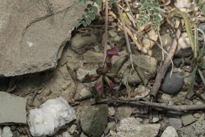 Astragalus spruneri, photographed by Eleftherios Katsillis