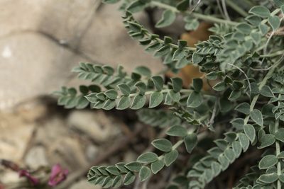 Astragalus spruneri, photographed by Eleftherios Katsillis