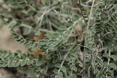 Astragalus spruneri, photographed by Eleftherios Katsillis