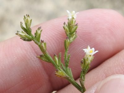 Thurovia triflora, photographed by Sam Kieschnick