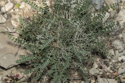 Astragalus spruneri, photographed by Eleftherios Katsillis