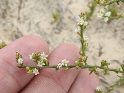 Thurovia triflora, photographed by Sam Kieschnick