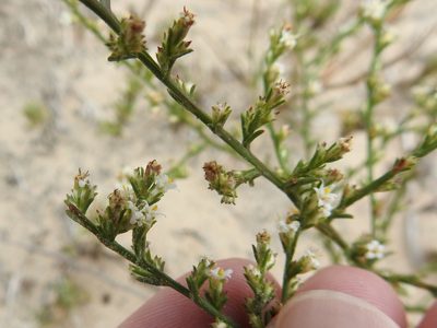Thurovia triflora, photographed by Sam Kieschnick