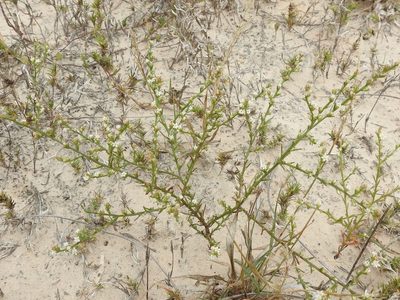 Thurovia triflora, photographed by Sam Kieschnick