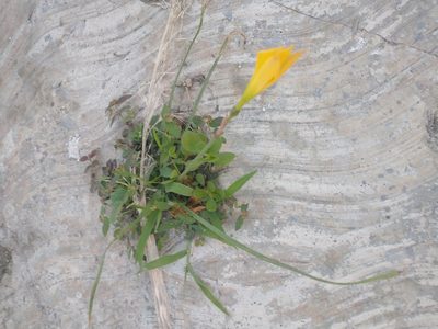 Zephyranthes citrina, photographed by Juan Cruzado Cortés