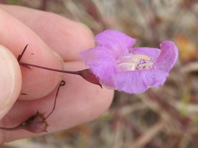 Agalinis strictifolia, photographed by Sam Kieschnick