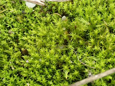 Pseudocrossidium hornschuchianum, photographed by Jerry Lanfear
